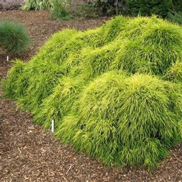 Chamaecyparis pisifera &#039;Sungold&#039; - Szavára hamisciprus