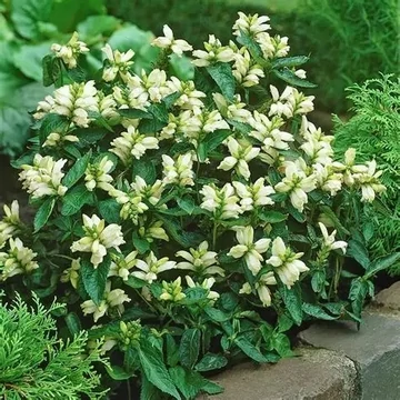 Chelone obliqua 'Alba' – Fehér gerlefej