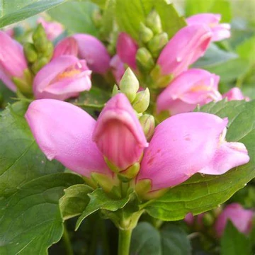 Chelone obiliqua - Csinos gerlefej