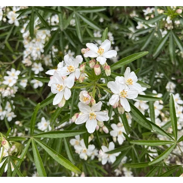 Choisya ternata &#039;Aztec Pearl&#039; - Mexikói narancsvirág