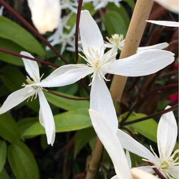 Clematis armandii &#039;Snowdrift&#039; - Örökzöld iszalag