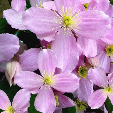 Clematis montana 'Rubens' - Iszalag