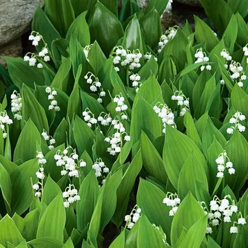 Convallaria majalis - Gyöngyvirág