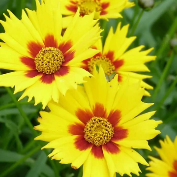 Coreopsis lanceolata 'Sternstaler' – Lándzsalevelű menyecskeszem