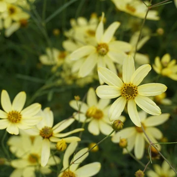 Coreopsis verticillata &#039;Moonbeam&#039; - Keskenylevelű menyecskeszem