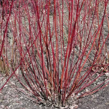 Cornus alba &#039;Elegantissima&#039; - Fehér som