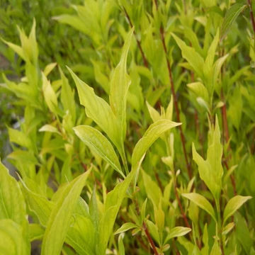 Cornus alba &#039;Red Gnome&#039; - Fehér som
