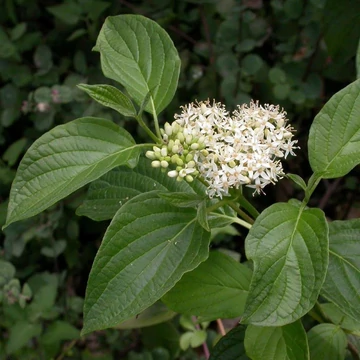 Cornus stolonifera 'Flaviramea' - Selymes som