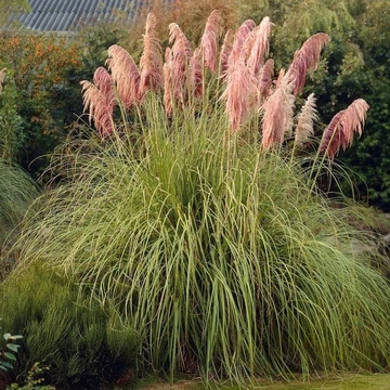 Cortaderia selloana 'Rosea' - Ezüstös pampafű
