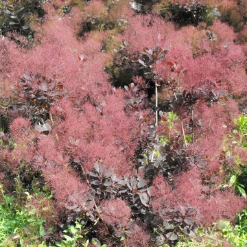 Cotinus coggygria 'Lilla' - Cserszömörce
