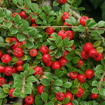 Cotoneaster dammeri – Szőnyegmadárbirs