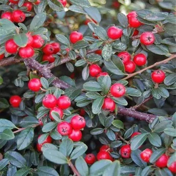Cotoneaster dammeri 'Coral Beauty' - Szőnyegmadárbirs