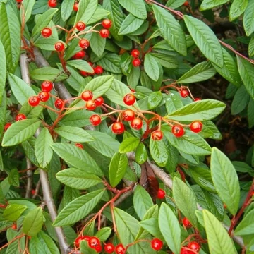 Cotoneaster hybrid 'Bella' - Talajtakaró piros bogyós madárbirs