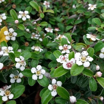 Cotoneaster radicans 'Eichholz' - Kúszó madárbirs