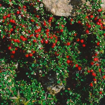 Cotoneaster microphyllus 'Streib's Findling' - Apró levelű madárbirs