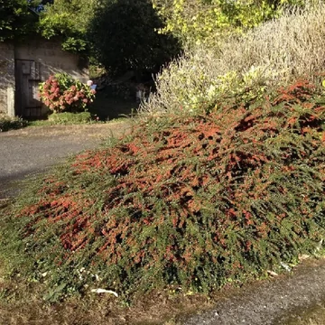 Cotoneaster suecicus 'Skogholm' - Svéd madárbirs