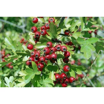 Crataegus monogyna - Egybibés galagonya