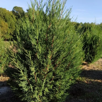 Cupressocyparis leylandii 'Blue Jeans' - Leyland ciprus