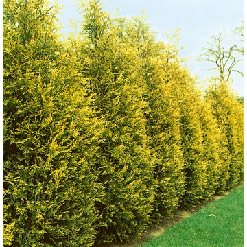 Cupressocyparis leylandii &#039;Castlewellan Gold&#039; - Leyland ciprus