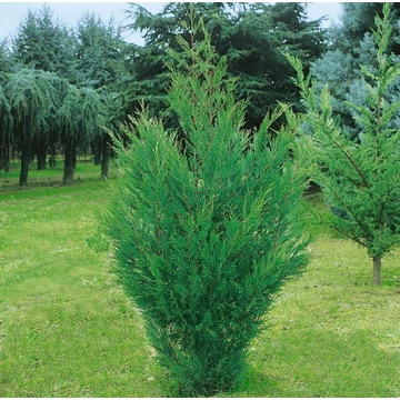 Cupressocyparis leylandii 'Oger' - Leyland ciprus