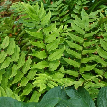 Cyrtomium fortunei 'Clivicola' – Magyalpáfrány