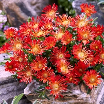 Delosperma 'Red Mountain' – Délvirág