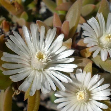 Delosperma ecklonis - Délvirág
