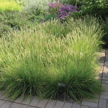 Deschampsia cespitosa 'Palava' - Gyepes sédbúza