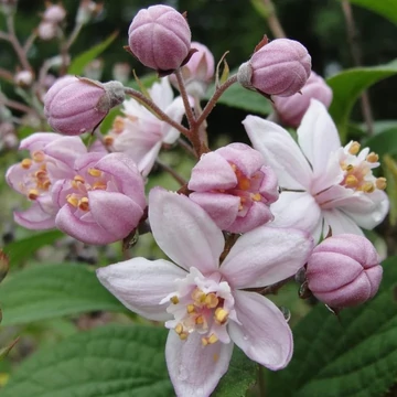 Deutzia hybrida 'Mont Rose' – Érdeslevelű gyöngyvirágcserje