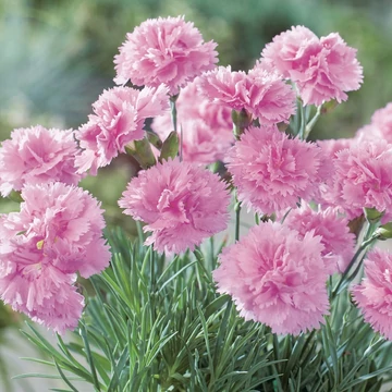 Dianthus plumarius 'Double Rose' – Tollas szegfű