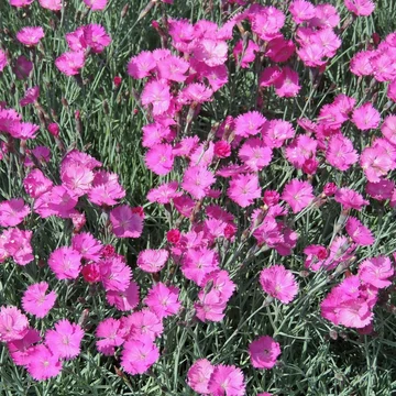 Dianthus gratianopolitanus 'Feuerhexe' - Pünkösdi szegfű