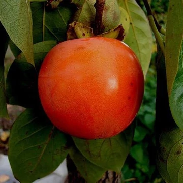 Diospyros kaki &#039;Rojo / Rosso Brillante&#039; - Datolyaszilva