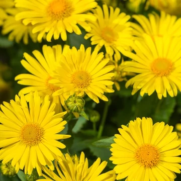 Doronicum orientale &#039;Leonardo Compact&#039; - Kaukázusi zergevirág