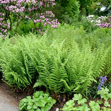 Dryopteris filix-mas - Erdei pajzsika