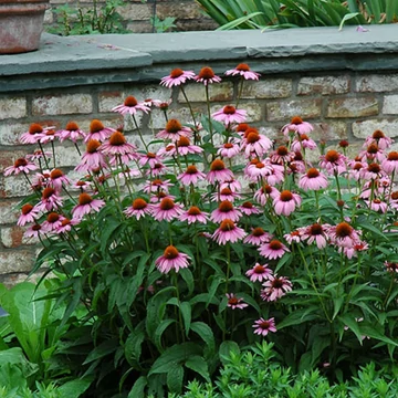 Echinacea purpurea 'Magnus' - Bíbor kasvirág