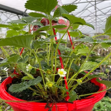 Fragaria 'Ostara' - Eper palánta