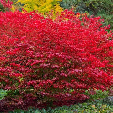 Euonymus alatus - Szárnyas kecskerágó