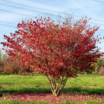 Euonymus alatus &#039;Compactus&#039; - Szárnyas kecskerágó