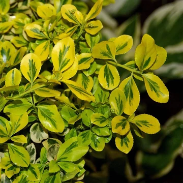 Euonymus fortunei 'Canadale Gold' - Kúszó kecskerágó