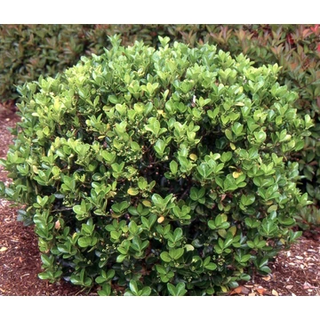 Euonymus japonicus - Japán kecskerágó