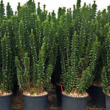 Euonymus japonicus &#039;Benkomasaki (Benkomoki)&#039; - Japán kecskerágó