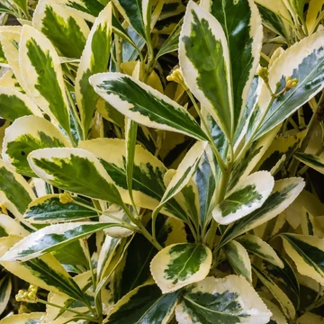 Euonymus japonicus &#039;Bravo&#039; - Japán kecskerágó