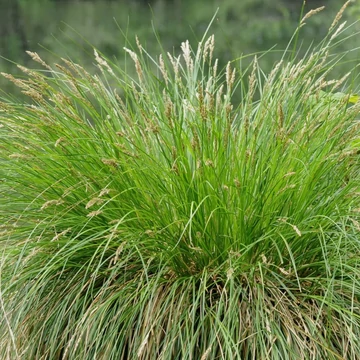 Festuca amethystina - Lila csenkesz