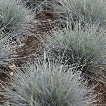 Festuca glauca 'Uchte' - Deres csenkesz