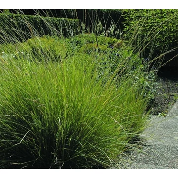 Festuca mairei - Atlasz csenkesz