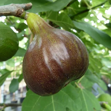 Ficus carica 'Bornholm' (syn.: 'Bornholm's Diamond', 'Bornholm's Diamant') – Füge