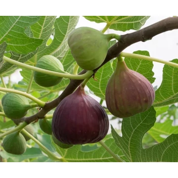 Ficus carica - Füge