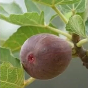 Ficus carica 'Della Signora' - Füge