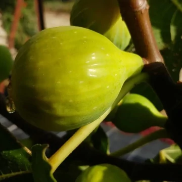 Ficus carica 'Dottato' (syn.: 'Dattero', 'Kadota', 'White Kadota') - Füge
