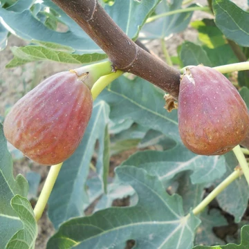Ficus carica 'Helen' - Füge